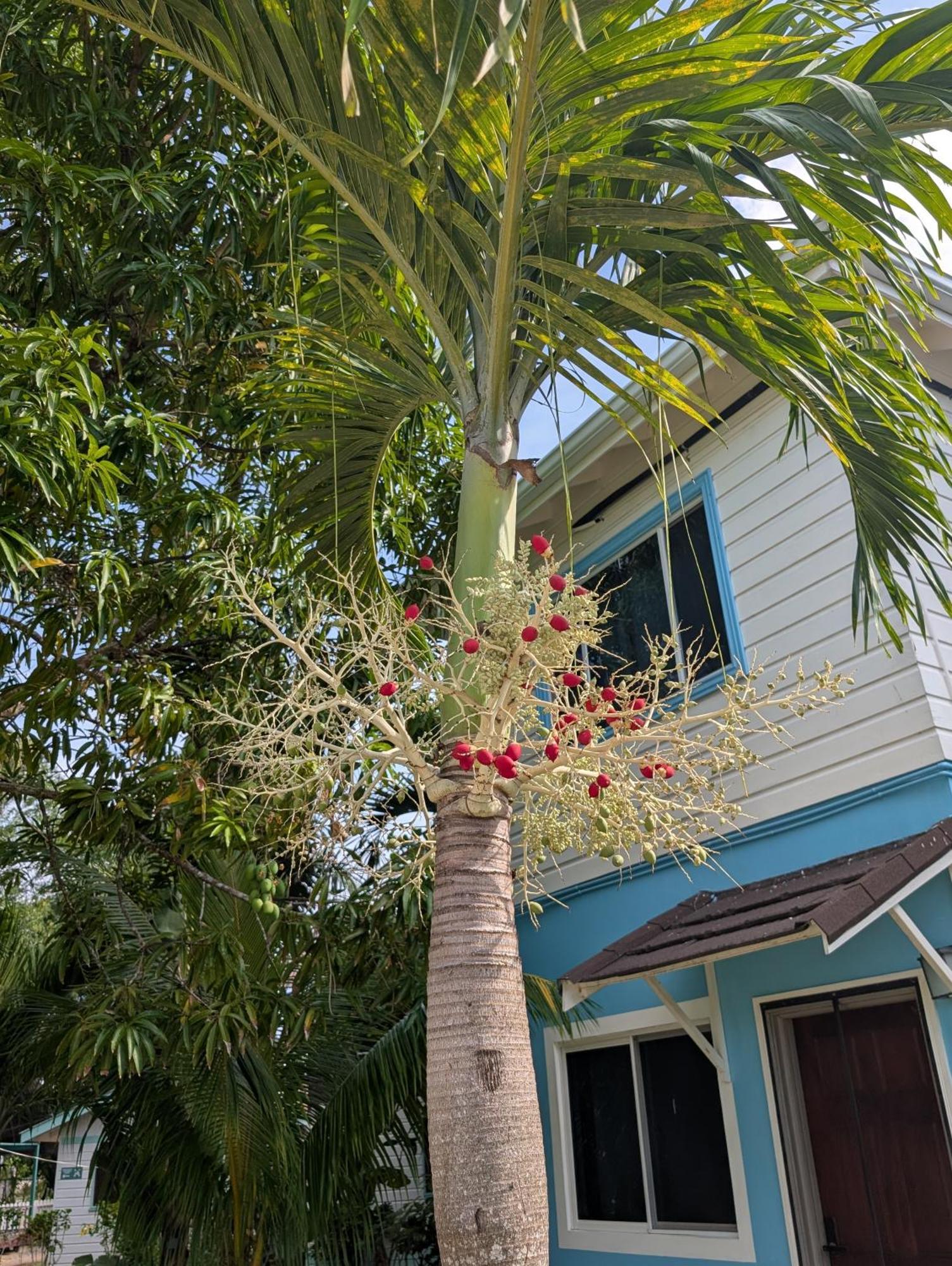 Yoga Dreams Negril Ξενοδοχείο Εξωτερικό φωτογραφία